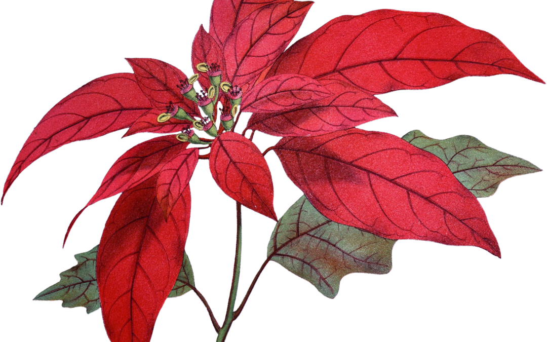 crafting personalized presents - red poinsettia ephemera