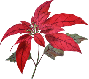 Perfect gift for crafters - red poinsettia ephemera